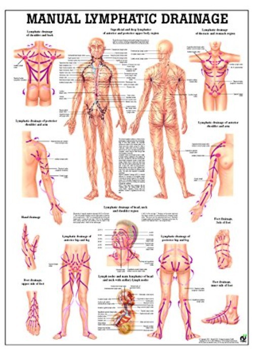 Multicolor Lymphatic System Chart – Educational Tool