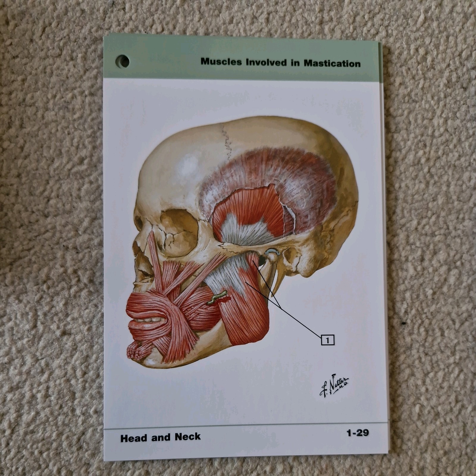 Netter’s Anatomy Flash Cards: With STUDENT C… by Hansen PhD, John T. Paperback